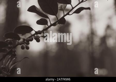 Strig aus europäischem Stechholz, Ilex Aquifolium, Beeren aus europäischem Stechholz, Beeren an einem Zweig mit Blättern, Schwarz-Weiß-Foto, flacher Kontrast, abstrakt Stockfoto