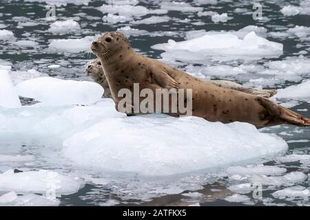 Harbour Seal (Phoca vitulina) Zwei Hafendichtungen, die auf Eis in Surprise Inlet ruhen, Prince William Sound, Alaska Stockfoto