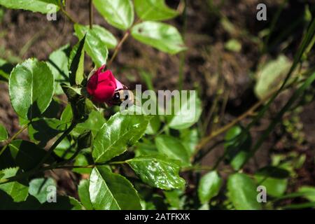 Nahaufnahme der grünen rosafarbenen Rosenblase und eines Bienentrinkwassers aus dem Tau auf dem Hintergrund der Blätter. Kleine schwarze Hummeln kriechen auf jungen fl Stockfoto