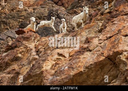 Dallschafe (Ovis dalli) Lämmer und Mutterschafe in Toklat River Area, Denali National Park, Alaska Stockfoto