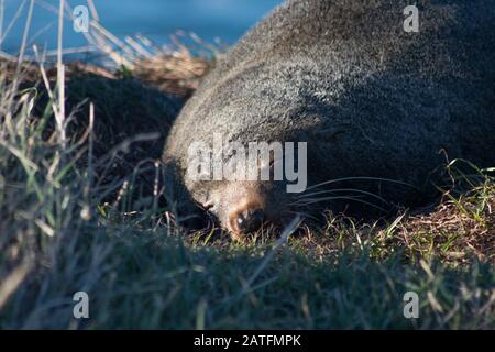 Nahaufnahme des süßen Schlafs der neuseeländischen Felldichtung, das am Shag Point, Neuseeland, auf Gras aufliegt Stockfoto