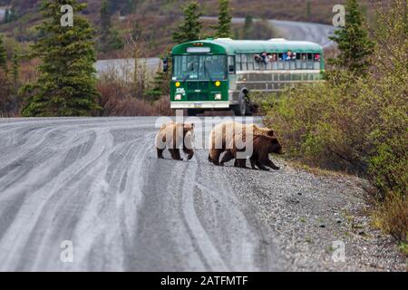 Touristen im Shuttlebus beobachten eine grizzly Sau & zwei Jungen in der Nähe von Mile 27 auf der Parkstraße Denali National Park, Alaska Stockfoto