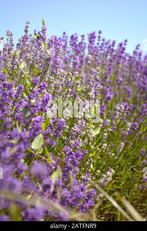 Lavendelblüten. Ontario, Kanada, Prince Edward Country. Stockfoto