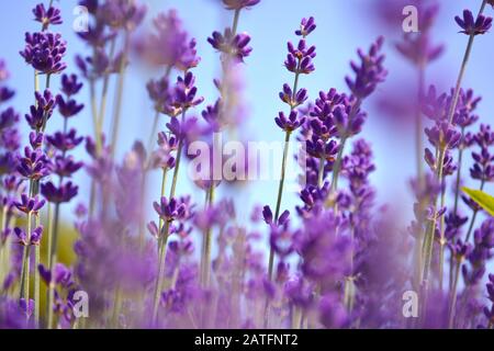 Lavendelblüten. Ontario, Kanada, Prince Edward Country. Stockfoto