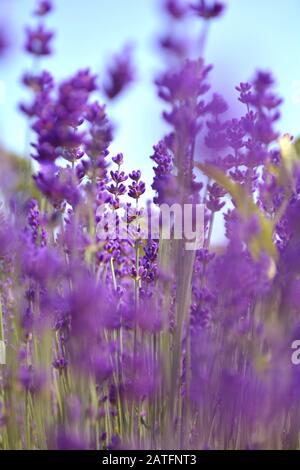 Lavendelblüten. Ontario, Kanada, Prince Edward Country. Stockfoto