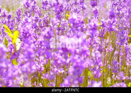 Lavendelblüten. Ontario, Kanada, Prince Edward Country. Stockfoto