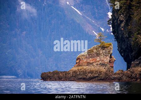Kleiner Baum, Der Auf Rocks Fox Island, Resurrection Bay, Alaska wächst Stockfoto
