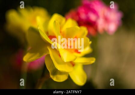 Erstaunlich große helle gelbe Narzissen im Sonnenlicht. - Nah-, Makro-, perfekte Bild für Grußkarte, Frühling Hintergrund. Stockfoto