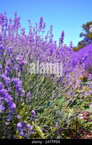 Violettes Lavendelfeld in der Provinz Ontario, Kanada, Prince Edward Country. Stockfoto