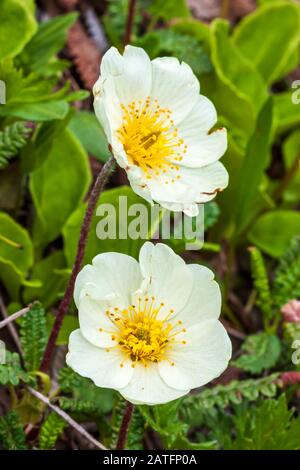 Mountain Avens (Dryas Octopetala) wächst im Thorofare-Pass, Denali-Nationalpark, Alaska Stockfoto