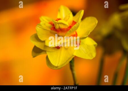 Erstaunlich große helle gelbe Narzissen im Sonnenlicht. - Nah-, Makro-, perfekte Bild für Grußkarte, Frühling Hintergrund. Stockfoto