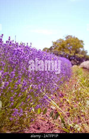 Violettes Lavendelfeld in der Provinz Ontario, Kanada, Prince Edward Country. Stockfoto