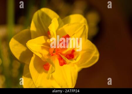 Erstaunlich große helle gelbe Narzissen im Sonnenlicht. - Nah-, Makro-, perfekte Bild für Grußkarte, Frühling Hintergrund. Stockfoto