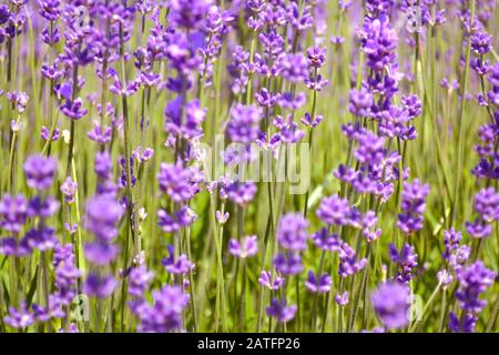 Lavendelblüten. Ontario, Kanada, Prince Edward Country. Stockfoto