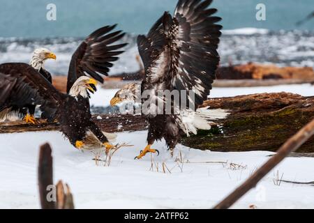 Weißkopfseeadler (Haliaetus leucocephalus) Reifer Weißkopfseeadler, der versucht, ein Stück Fisch von einem unreifen Weißkopfseeadler in Homer, Alaska, wegzunehmen Stockfoto