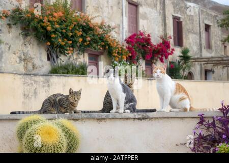 Vier freundliche Katzen mit verschiedenen Fellfarben sitzen zusammen an einer Wand mit Blumen, Griechenland Stockfoto