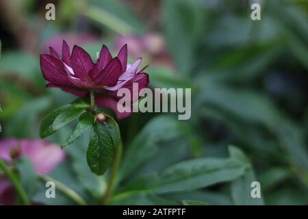 Schöne pinkfarbene doppelhelleborus oder lenten erhoben sich vor weichgrünem Hintergrund Stockfoto