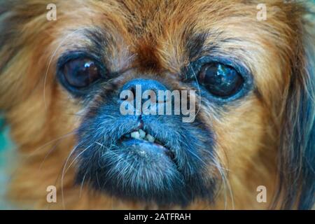 Trauriger alter kranker Hund mit Tränen in den Augen Stockfoto