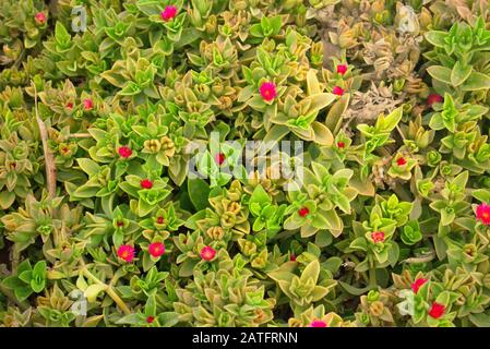 Mesembremyanthemum cordifolium blüht im ica peru Stockfoto