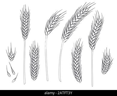 Set aus weizenreifen Pikeletten und Körnern mit flachen Vektorgrafiken aus Weizen, isoliert auf weißem Hintergrund, Umriss Stock Vektor