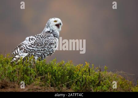 Die Schnee-Eule (Bubo scandiacus) ist eine große, weiße Eule der wahren Eulenfamilie. Verschneite Eulen sind in den arktischen Regionen in Nordamerika und Eurasien heimisch. Stockfoto