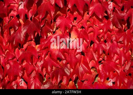 Nahaufnahme und Hintergrund von leuchtend roten Blättern von Wildwein im Herbst, der an einer Wand aufwächst Stockfoto