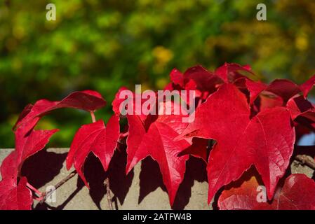 Rote Blätter von Wildwein-Tendril vor einer Mauer vor grünem Hintergrund in der Natur im Herbst in Bayern Stockfoto