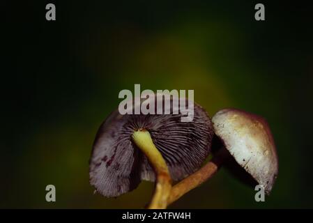 Romantische Nahaufnahme von zwei kleinen Herbstpilzen vor grünem Hintergrund mit Platz für Text Stockfoto