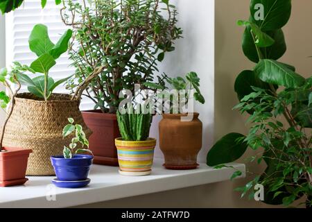 Verschiedene Zimmerpflanzen in Töpfen und ein Bambuskorb auf der Fensterbank. Stockfoto