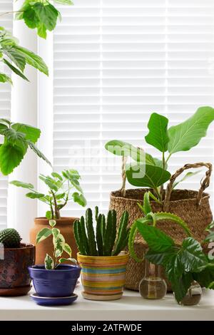 Verschiedene Zimmerpflanzen in Töpfen und ein Bambuskorb auf der Fensterbank. Stockfoto