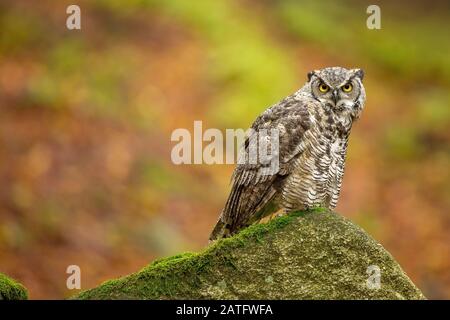 Große Horned Eule (Bubo virginianus), auch bekannt als Tiger-Eule oder als Huteule Stockfoto