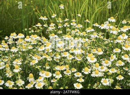 Glade mit blühender Kamillenapotheke auf grünem Rasen Stockfoto