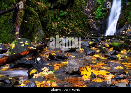 Goldstream Provincial Park, BC Parks im Herbst mit Blättern in einem Wasserstrom Stockfoto