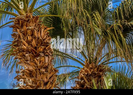 Ein tropischer Garten mit Palmen verlässt vor blauem Himmel als Hintergrund, Ägypten, 15. Januar 2020 Stockfoto
