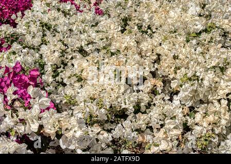 Weiße und rote Bouganvilla Blumen als Texturhintergrund, Ägypten, 14. Januar 2020 Stockfoto