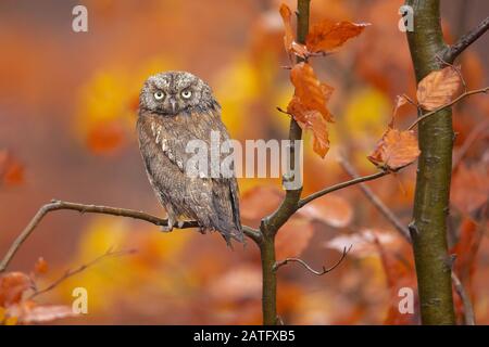 Eurasische Schopen-Eule (Otus-Schrecken), auch als europäische Schopen-Eule oder einfach nur Scheulen bekannt, ist eine kleine Eule Stockfoto