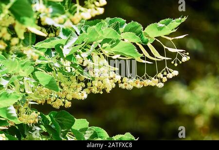 Filiale einer blühenden Linden-Nahaufnahme an einem sonnigen Tag Stockfoto