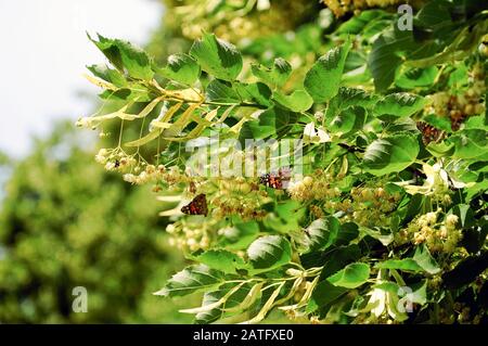 Filiale einer blühenden Linden-Nahaufnahme an einem sonnigen Tag Stockfoto