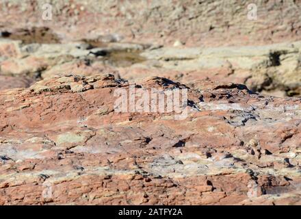 Mercia Mudstone sedimentäre Felsen an der Helwell Bay in der Severn-Flussmünde bei Watchet, Somerset, Großbritannien, Stockfoto