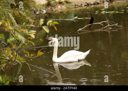 Weißer Schwan Schwimmt auf einem Teich Stockfoto