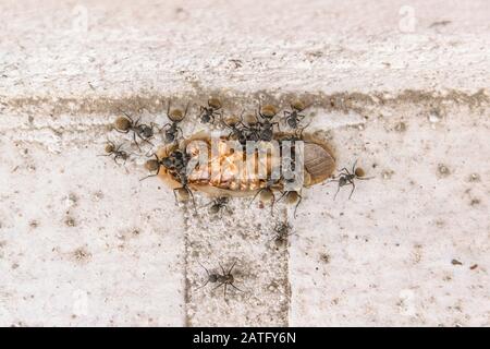 Gruppe schwarzer Ameisen, die einen toten Kakerlaken auf Betonboden essen Stockfoto