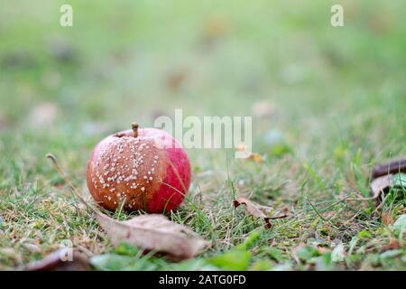 Selektiver Fokus auf morschen Red Apple auf dem Gras im sonnigen Herbsttag. Close-up-Bild der faulen Apfel. Verfallende apple Vorderansicht. Unscharfer Hintergrund. Stockfoto