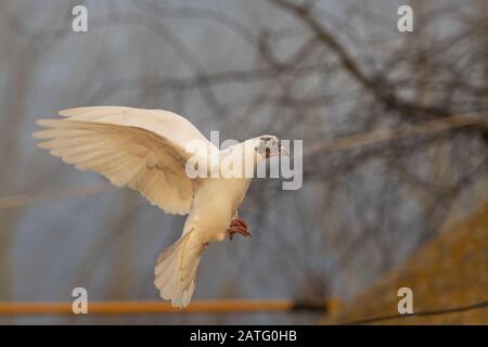 Weiße Taube fliegt in der Abendsonne Stockfoto