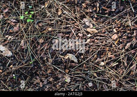 Stücke von Rinde und Kiefernnadeln auf dem Boden, Ansicht von oben Hintergrundtextur. Stockfoto