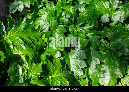 Textur von Acanthus mollis, allgemein bekannt als Bärenbrücken, Draufsicht Hintergrund. Stockfoto