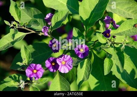 Kartoffelbaum, Enzianstrauch (Lycianthes rantonnetii), Nikosia, Türkische Republik, Nordzypern Stockfoto