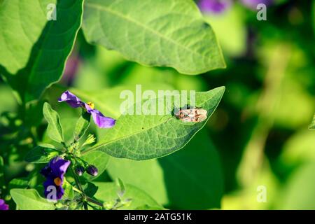 Kartoffelbaum, Enzianstrauch (Lycianthes rantonnetii), Nikosia, Türkische Republik, Nordzypern Stockfoto