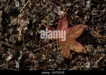 Eine separate welkes Blatt Herbst Mal Stockfoto