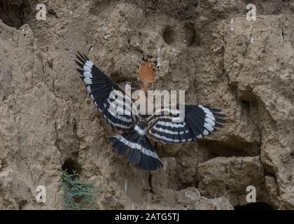 Hopfen (Epops von Upupa), Junge füttern im Nest, Hortobágy Nationalpark, Ungarn Stockfoto