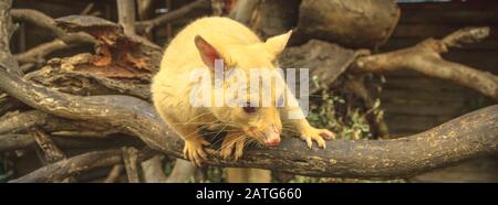 Panorama-Banner mit goldenem Pinselschwanz auf einem Baum. Die Lichtfarbe ist eine genetische Mutation gängiger australischer Possums, die nur in Tasmanien lebt. Stockfoto